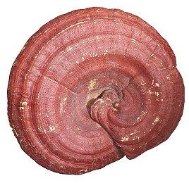 A卡新驱动发布 优化《漫威银河护卫队》《帝国时代4》